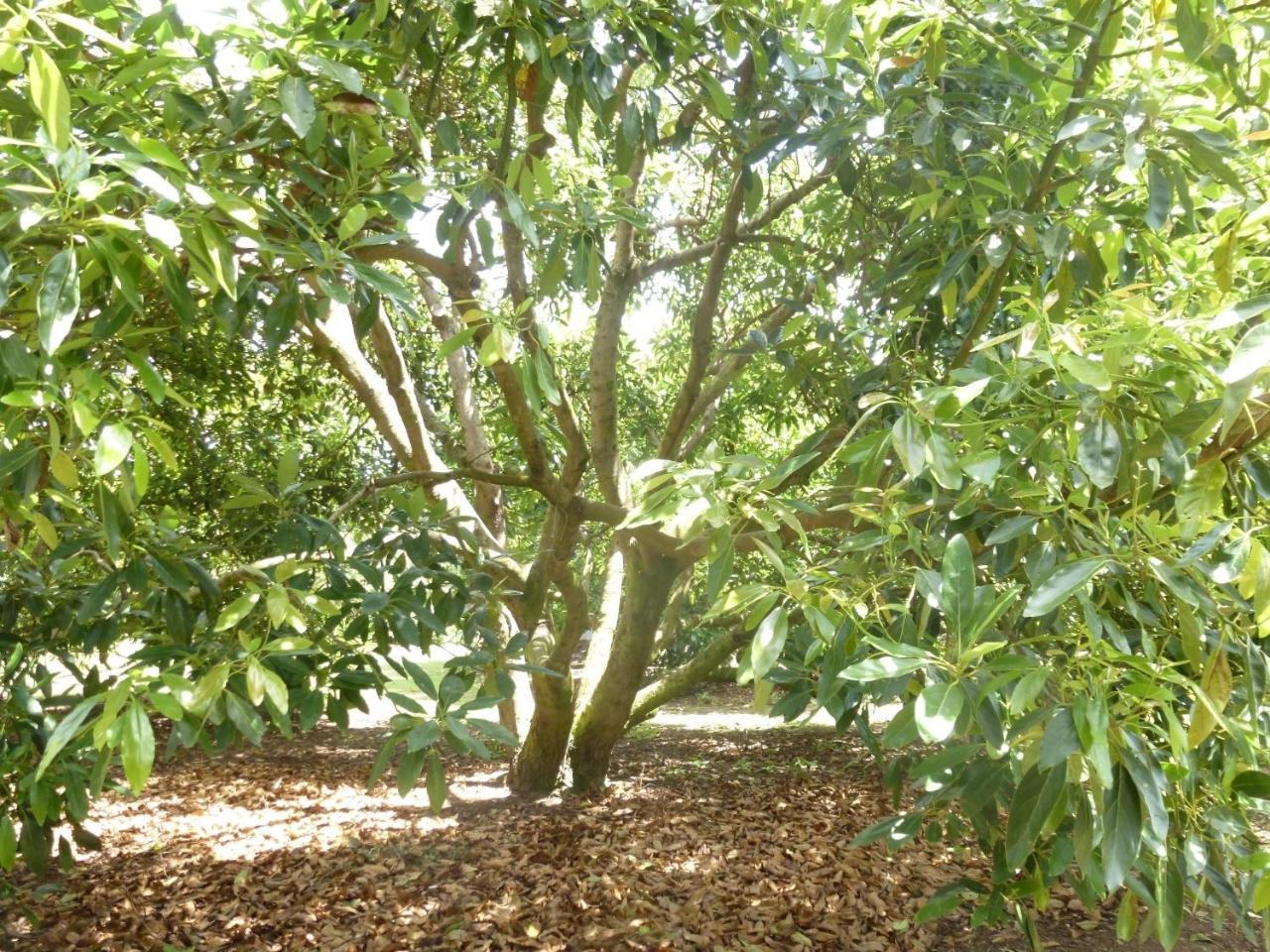 Paradise Grove Whangamata Εξωτερικό φωτογραφία